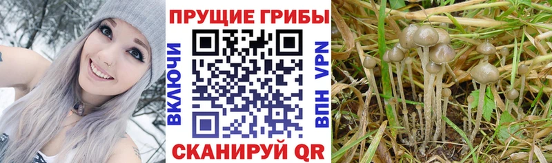 Псилоцибиновые грибы прущие грибы  хочу   kraken как войти  Слюдянка 